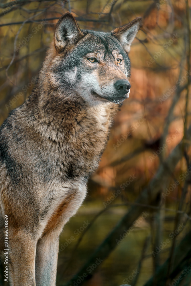 Fototapeta premium Grey Wolf