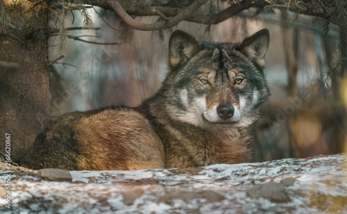 Plakat Grey Wolf
