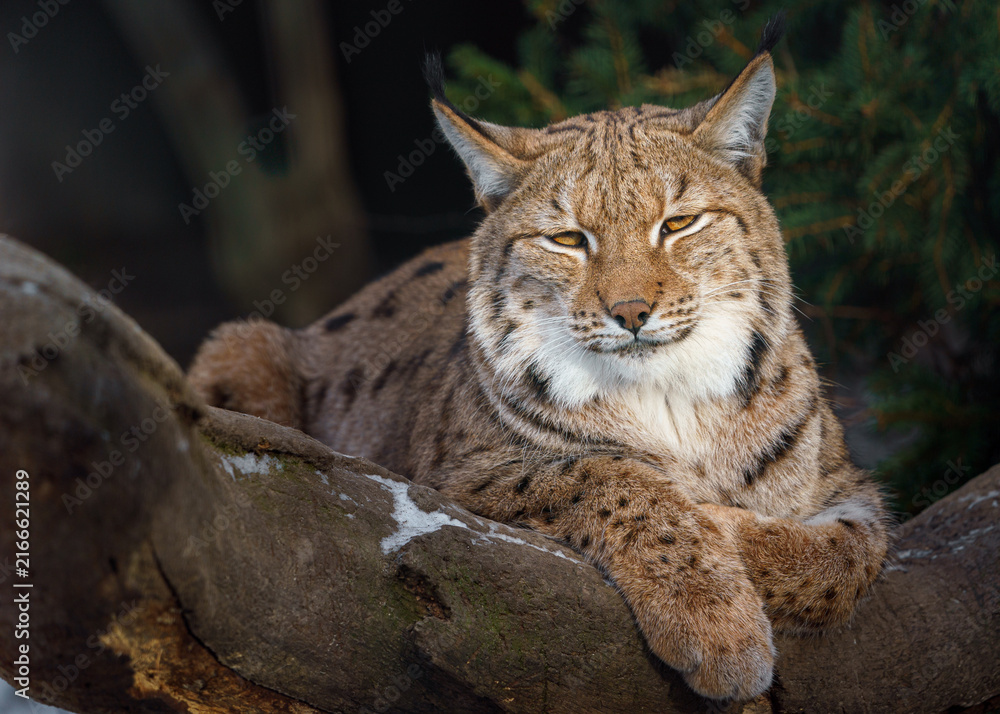 Fototapeta premium Eurasian lynx
