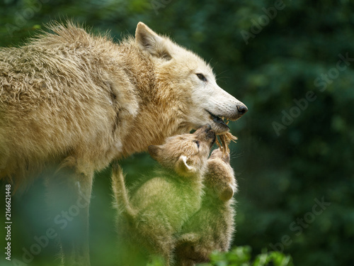 Fototapeta Arctic wolf