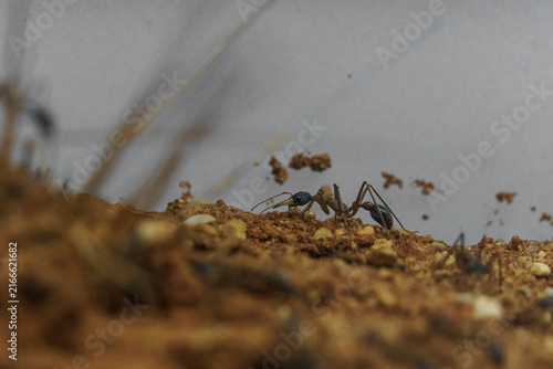 Quadro su tela Myrmecia forficata