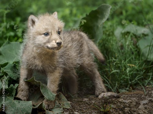 Naklejka Arctic wolf
