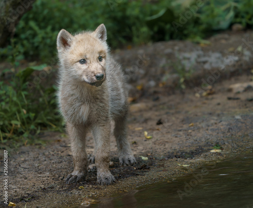 Plakat Arctic wolf