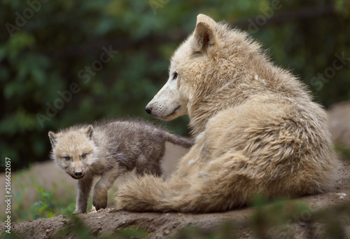 Fototapeta Arctic wolf