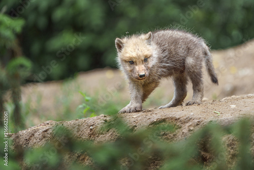 Naklejka Arctic wolf