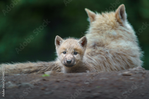 Plakat Arctic wolf
