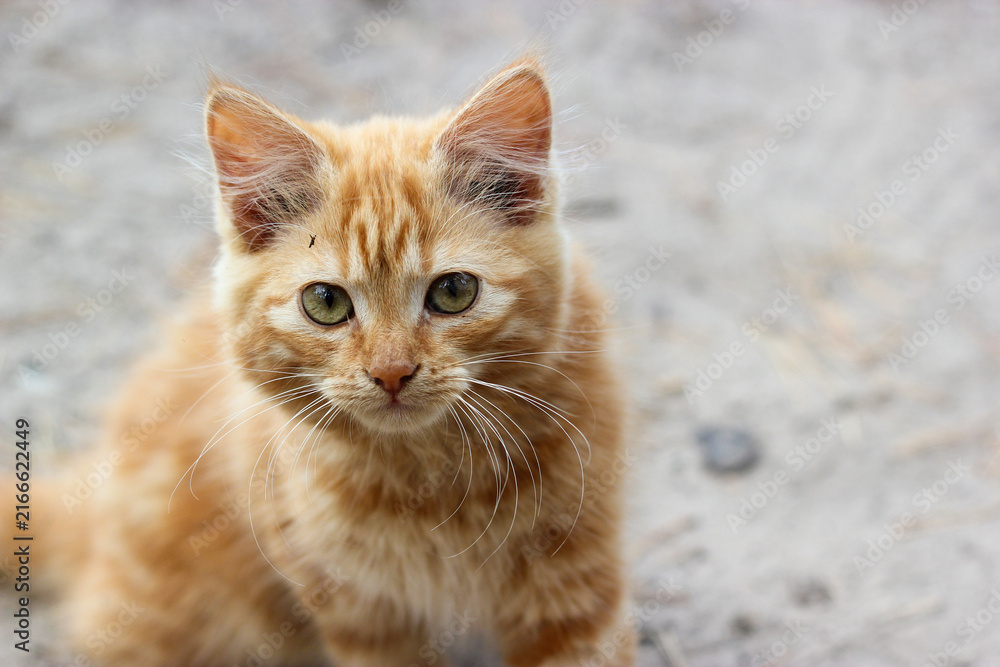 Naklejka premium Ginger kitten. Fluffy orange tabby kitten sitting outdoors and looking directly at the camera, with expressive green eyes, long whiskers, and soft fur. Young animal. Curious kitty 