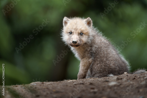 Fototapeta Arctic wolf