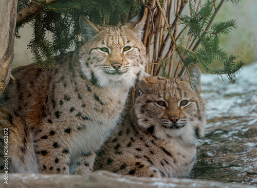 Photography Eurasian lynx