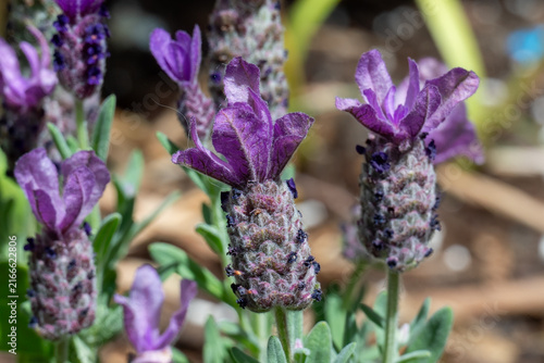 Macro Close Up Spanish Lavender Lavandula Stoechas Flowers