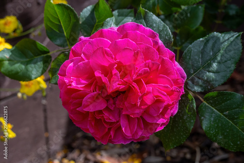 Magenta Pink English Rose Flower in Full Bloom