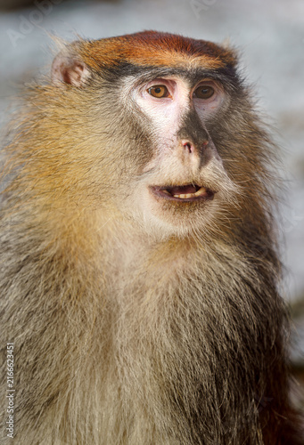 Photography Patas monkey