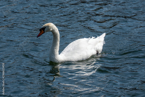 White Mute Swan Swimming in Deep Blue Water