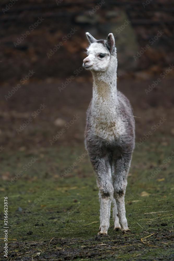 Obraz premium Alpaca