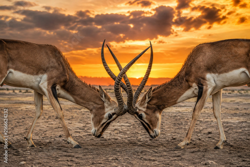 Two male antelopes lock horns in a standoff on a barren plain under dramatic sunset light.