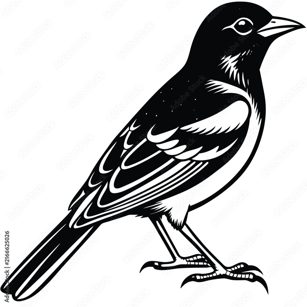 Fototapeta premium Black raven crow silhouette collection, flying standing crows set, bird vector illustration isolated on white background wildlife animal design elements
