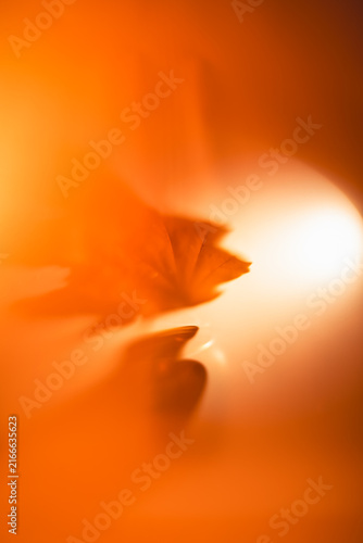 Canvastavla Soft-focused maple leaf glowing in warm orange light, creating a dreamy, etherea