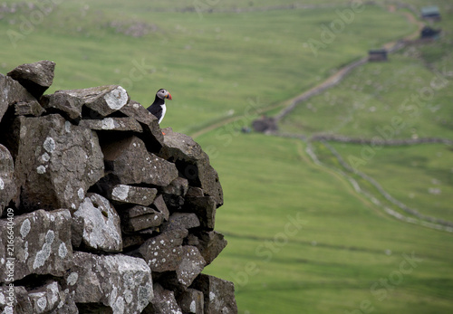 Fotografía Green grassy hiking trail along dramatic coastal cliffs in Faroe Islands on clou