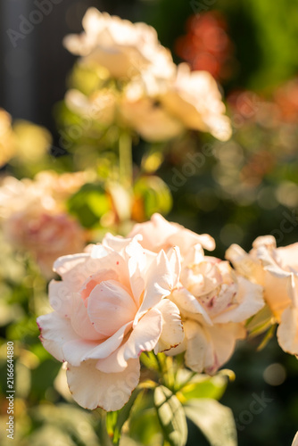 Delicate cream pink roses blooming in sunny garden background, summer nature concept