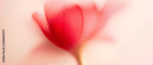 A blurred red flower silhouette blooms against a pale gradient background. Fine analog grain and soft airbrushed edges create an ethereal, elegant abstract poster.