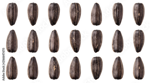 Obraz na plátně Vertical grid of sunflower seeds on striped png on isolated transparent backgrou