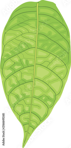 Leaf of cocoa tree isolated on white background