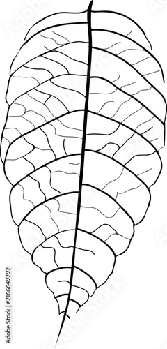 Black veins on a leaf isolated on white background