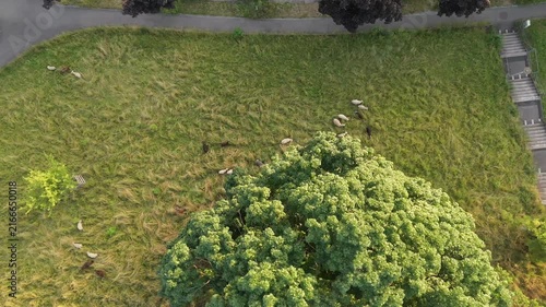 Zurich Aerial View of Sheep Grazing on a Green Alpine Pasture