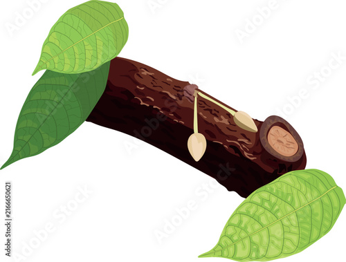 Cocoa buds on a branch with leaves isolated on white background