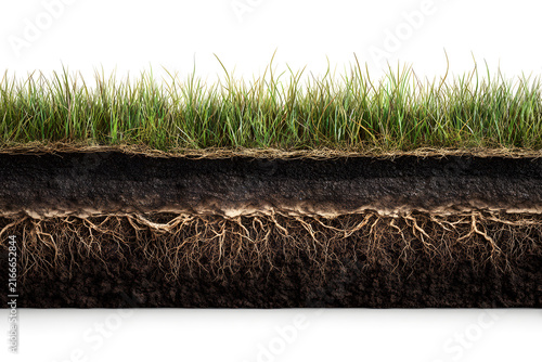 A cross-sectional view of grass and soil, showing root structure and texture, isolated on white background.