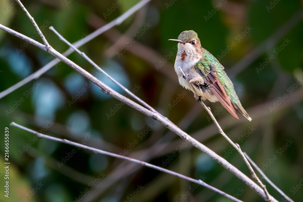 Naklejka premium Juvenile Ruby-throated Hummingbird with Gorget Colors Beginning to Show