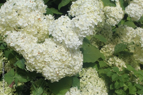 Lush White Hydrangea Flower Cluster in Bloom with Green Foliage.

