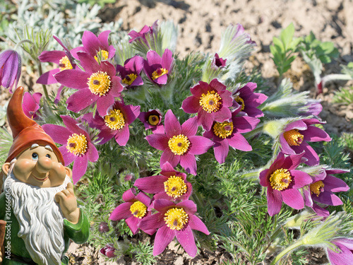 Konstfotografi Blooming pasqueflower, Pulsatilla vulgaris,