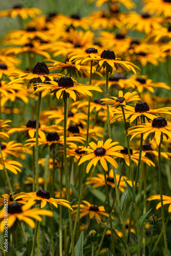 Yellow black-eyed Susan wildflower meadow in summer