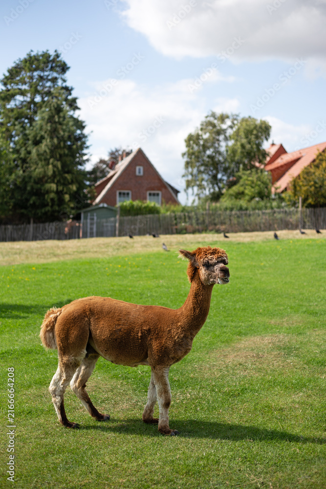 Naklejka premium Brown sheared alpaca standing on a lush green lawn in a farm field with rural red-roofed village houses in the background.