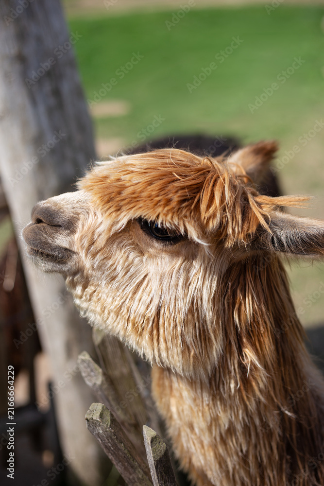 Naklejka premium Сlose-up shot of a cute fluffy brown alpaca head profile leaning over a wooden fence on a sunny day with green blurred background.
