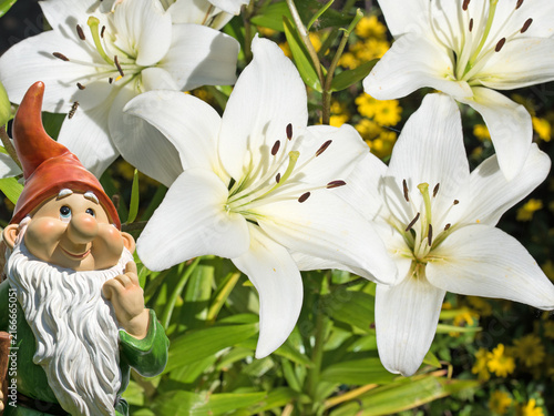 Blooming white lilies, close-up