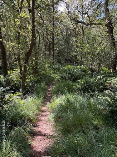 Gaasterland Forest Trail Through Ferns
