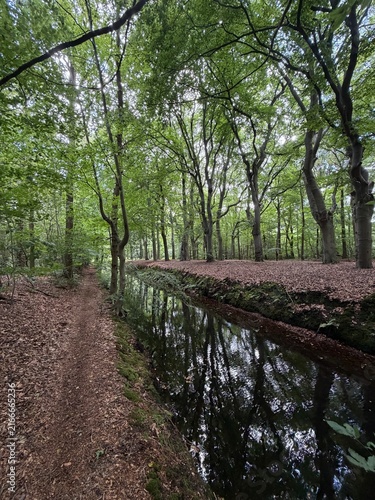 Gaasterland Forest Canal Path with Tree Reflections