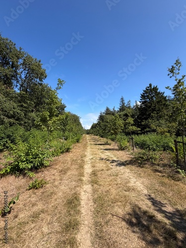 Gaasterland Rural Path Through Lush Green Landscape