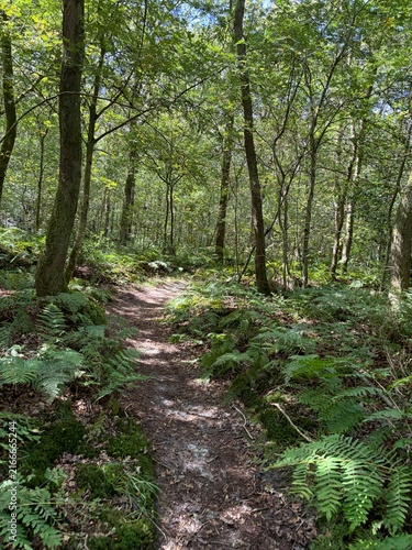 Forest Trail Through Gaasterland Woodland
