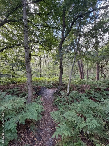 Gaasterland Forest Trail Through Lush Ferns