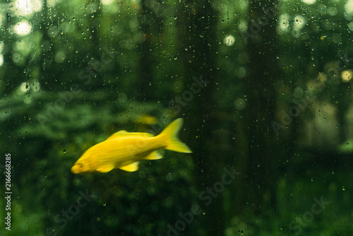 Cuadro en lienzo Fish in the forest, concept