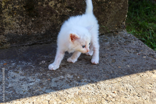 Bild auf Leinwand ​A small fluffy white kitten takes its first cautious steps on a concrete surface outdoors