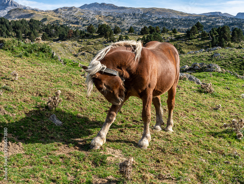 Принти на полотні A brown draft horse with a blonde mane scratching its front leg on a vibrant green mountain pasture with distant rocky peaks under a clear blue sky
