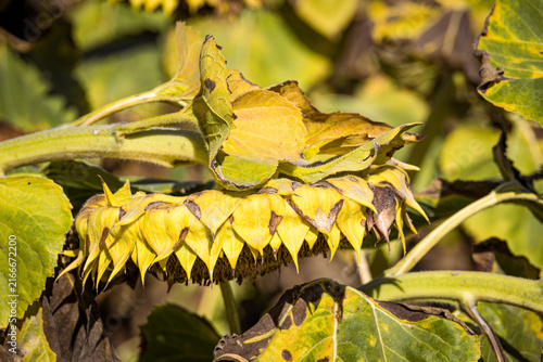 Wilted yellow sunflowers at the end of the growing season, symbolizing autumn, harvest time, seasonal change and the natural cycle of agricultural landscapes.