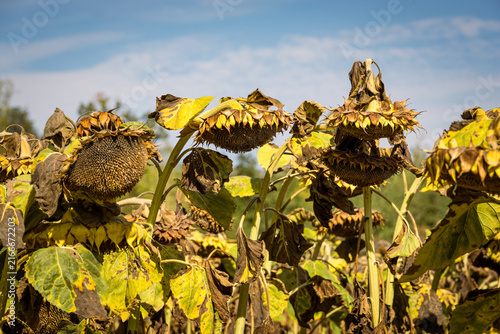 Wilted yellow sunflowers at the end of the growing season, symbolizing autumn, harvest time, seasonal change and the natural cycle of agricultural landscapes.