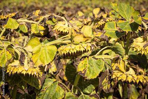Wilted yellow sunflowers at the end of the growing season, symbolizing autumn, harvest time, seasonal change and the natural cycle of agricultural landscapes.