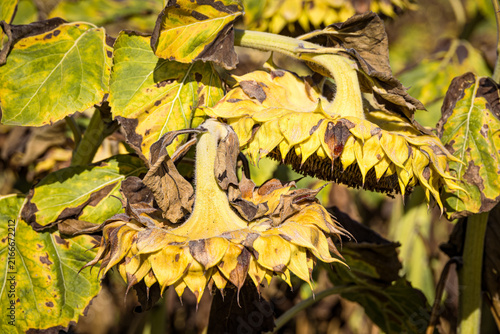Wilted yellow sunflowers at the end of the growing season, symbolizing autumn, harvest time, seasonal change and the natural cycle of agricultural landscapes.