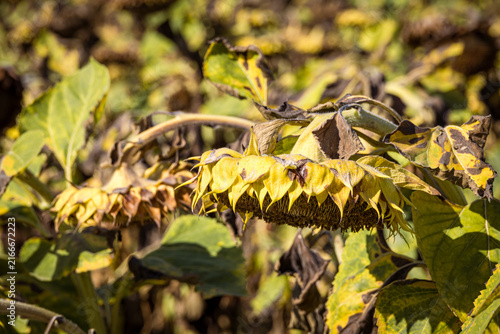 Wilted yellow sunflowers at the end of the growing season, symbolizing autumn, harvest time, seasonal change and the natural cycle of agricultural landscapes.